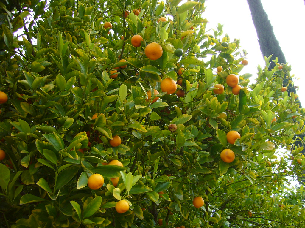How To Apply Epsom Salt To Citrus Trees SARPO