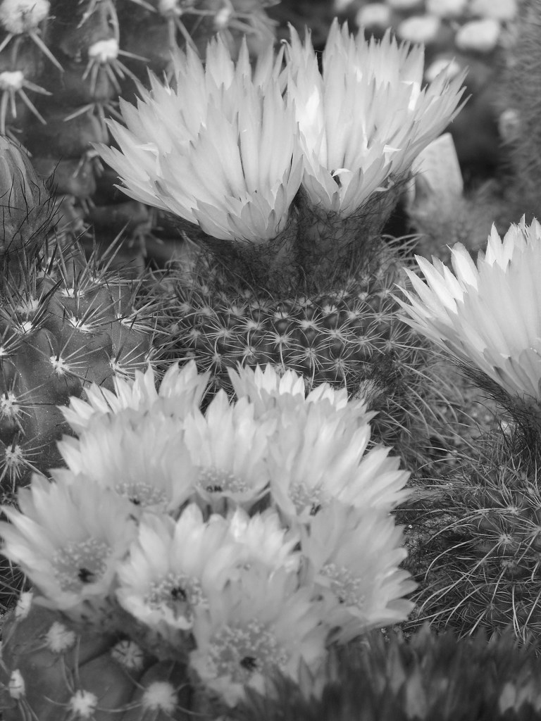 Cactus blossom Csilla Sövenyhazy Flickr