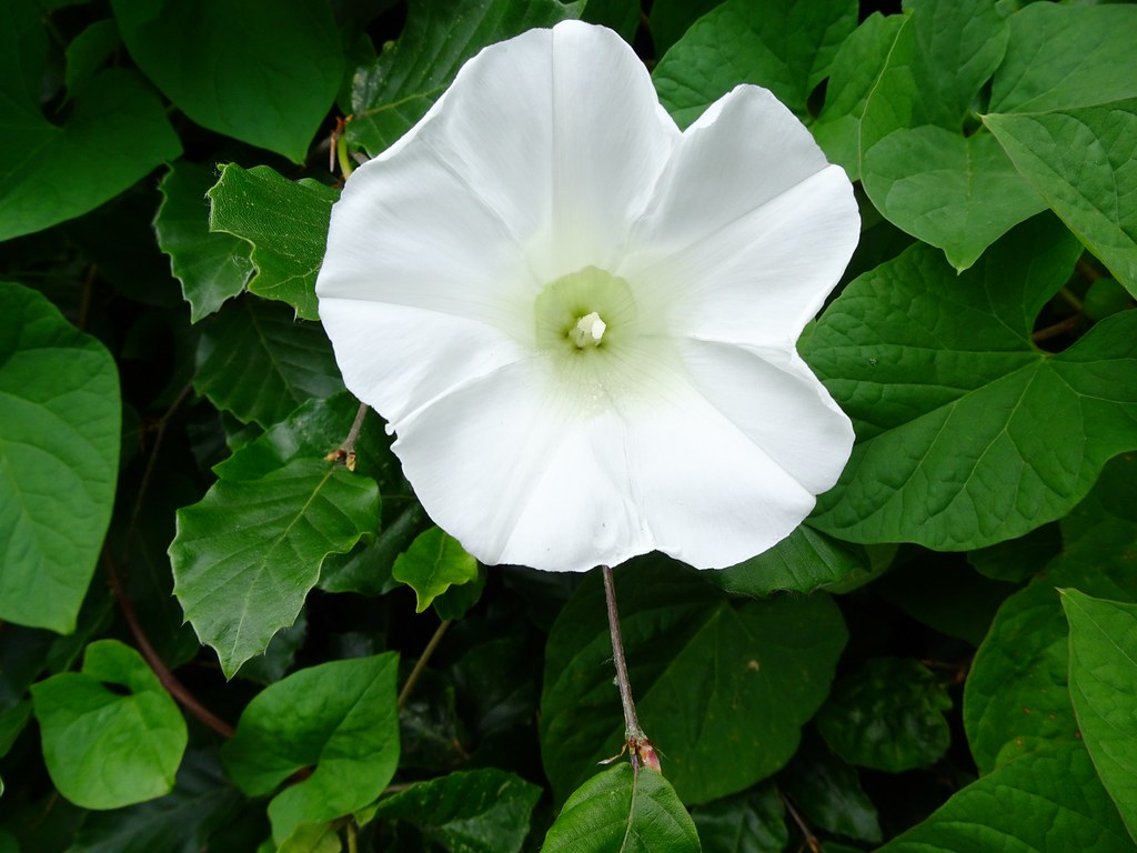 Convolvulus, Oakfield Road, Cwmbran 5 June 2018 Convolvulu… Flickr