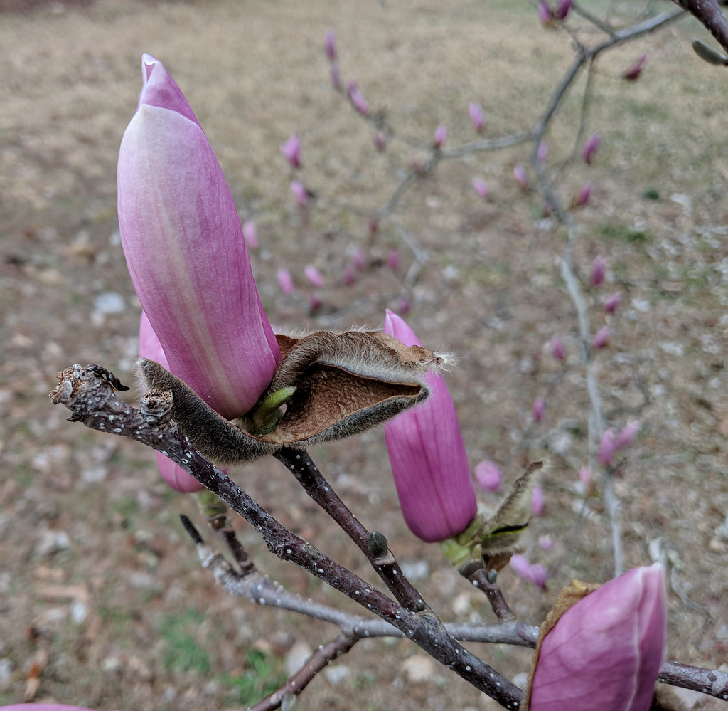 Pink Magnolia Backyard Estates Cary NC 161031 MakerL,Date… Flickr