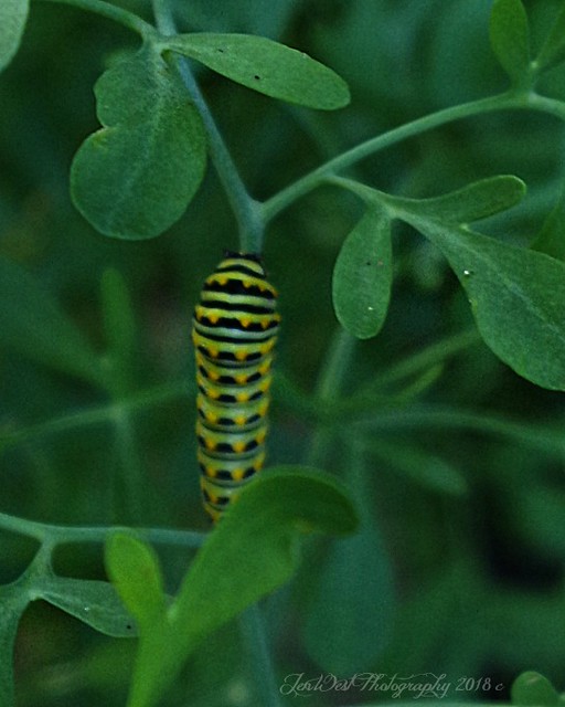 Caterpillar on rue plant my back yardone of four little … Flickr