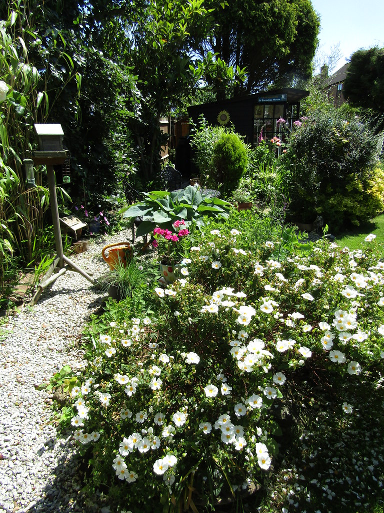 Cottage garden on Elm Avenue East Preston, West Sussex. On… Flickr