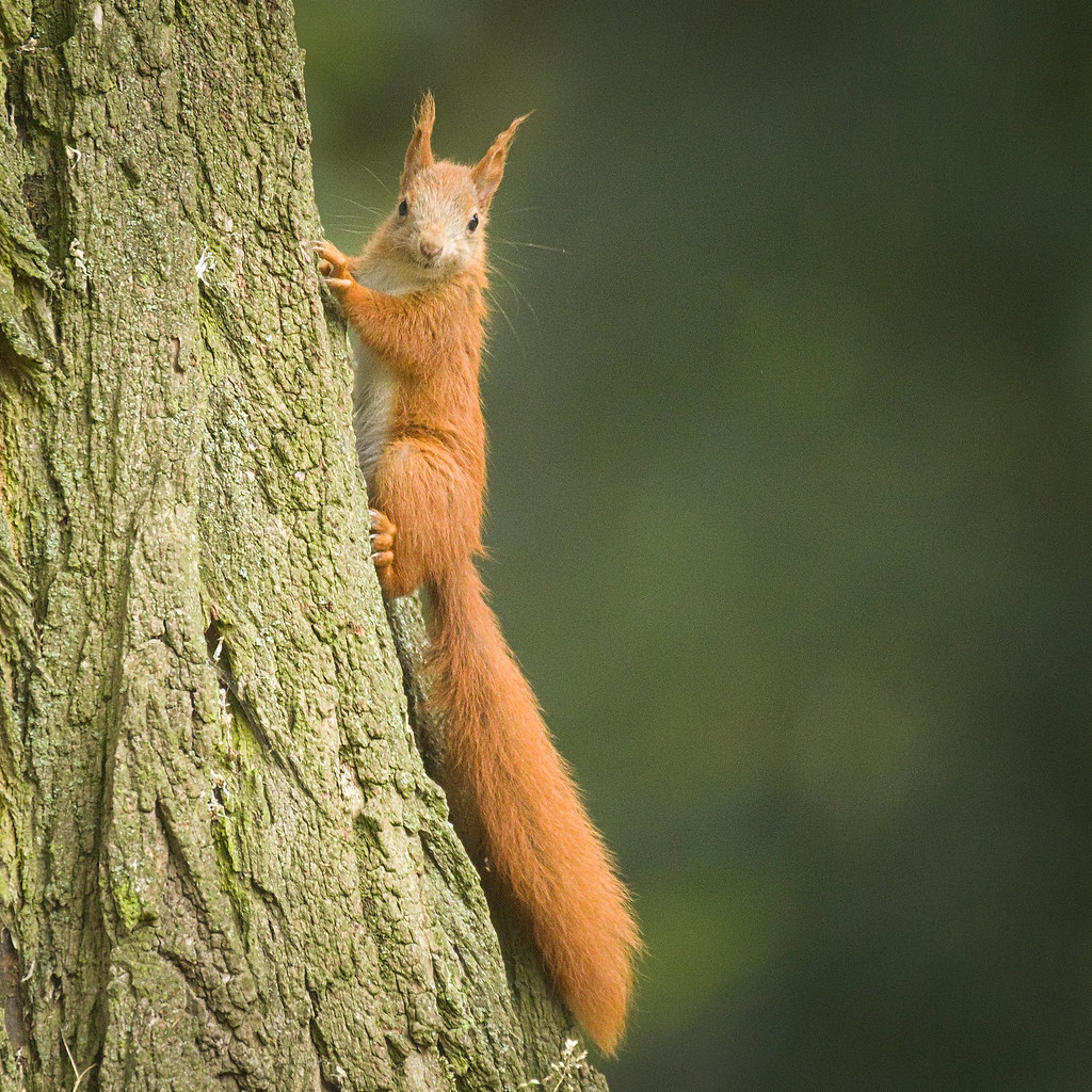 Red squirrel Red squirrel (sciurus vulgaris) looking at a … Flickr