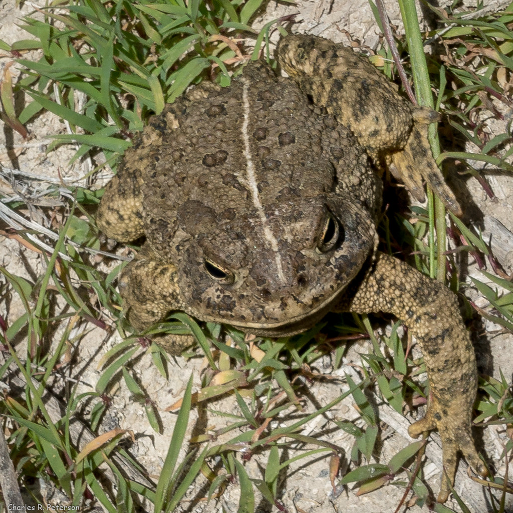 Woodhouse's Toad Idaho Owyhee County, Idaho. 1248 25 Ma… Flickr