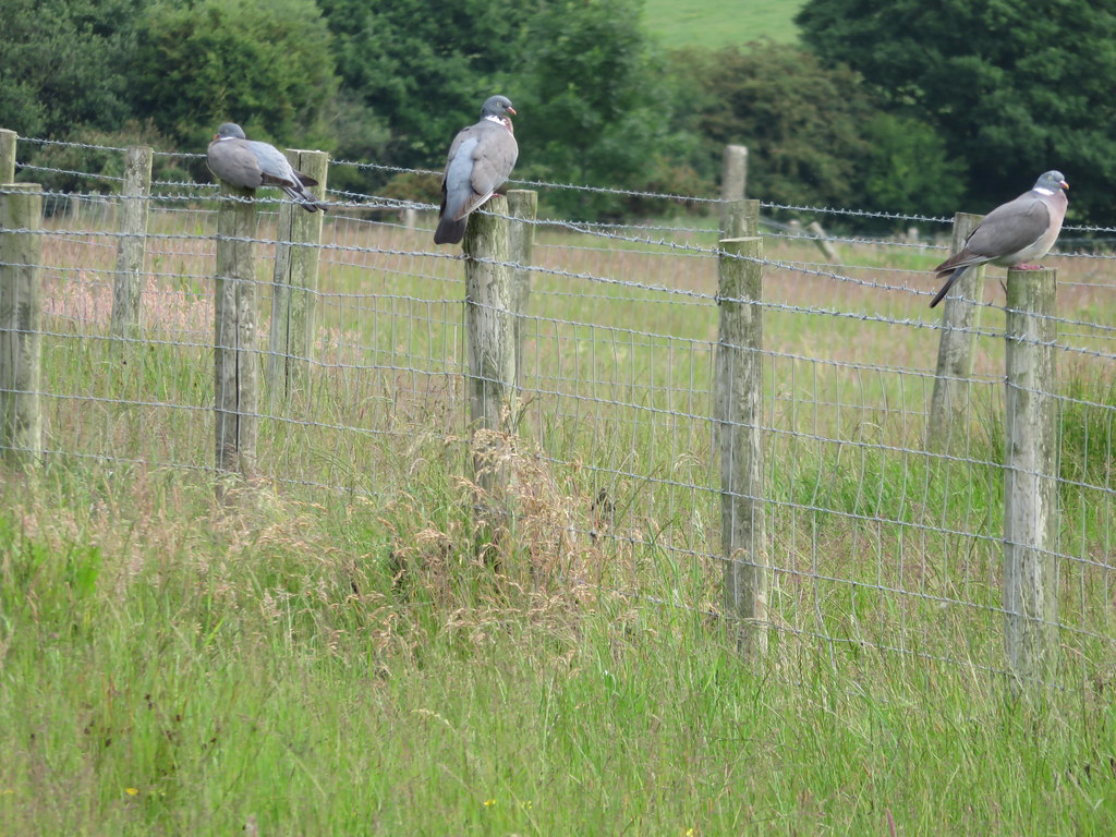 Birds Lancaster summer 2018 birds Ann Sundqvist Flickr