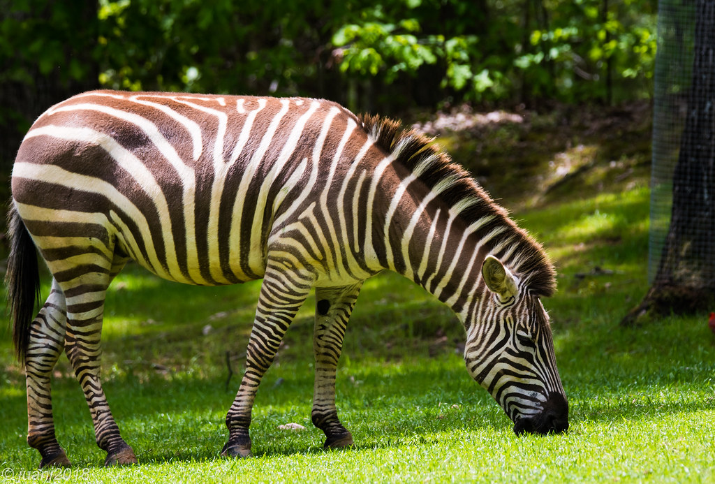 Zebra North Carolina Zoo JuanJ Flickr