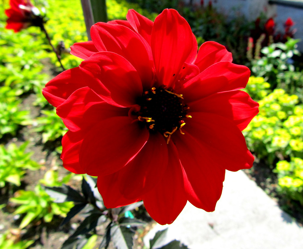  Einfach eine schöne rote Blume _aus meinem reichhalt… Flickr