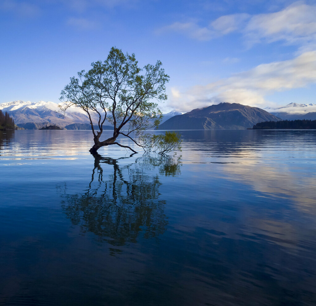 The tree of Lake Wanaka is one of the most photographed ever TravelTV