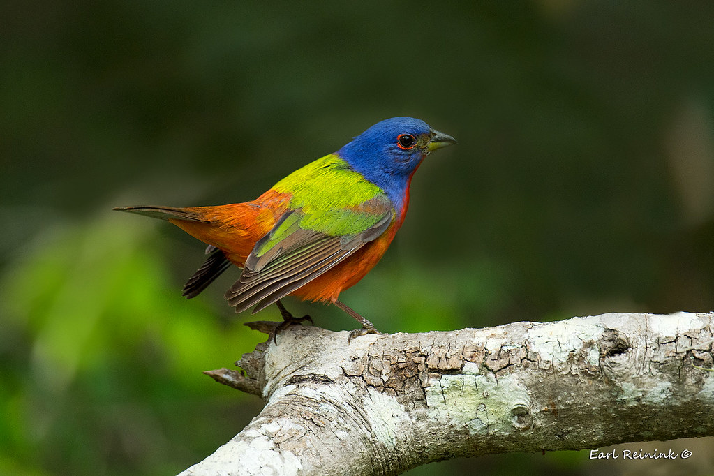 Painted Bunting Painted Bunting taken in South Carolina.… Earl