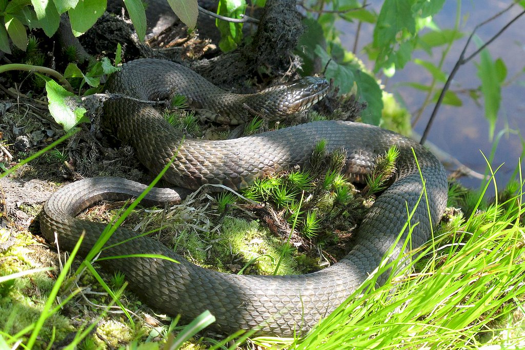 Northern Water Snake 1806123896w One of several by the sid… Flickr