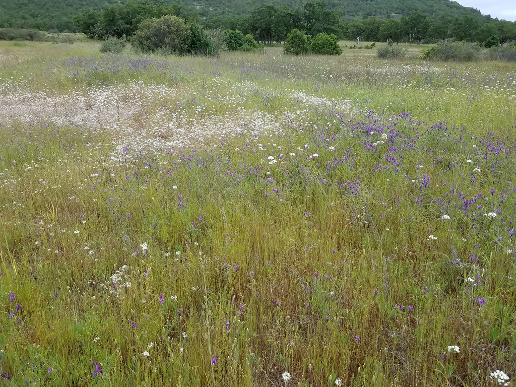 Wildflowers at Lower Table Rock The 4,864acre Table Rocks… Flickr