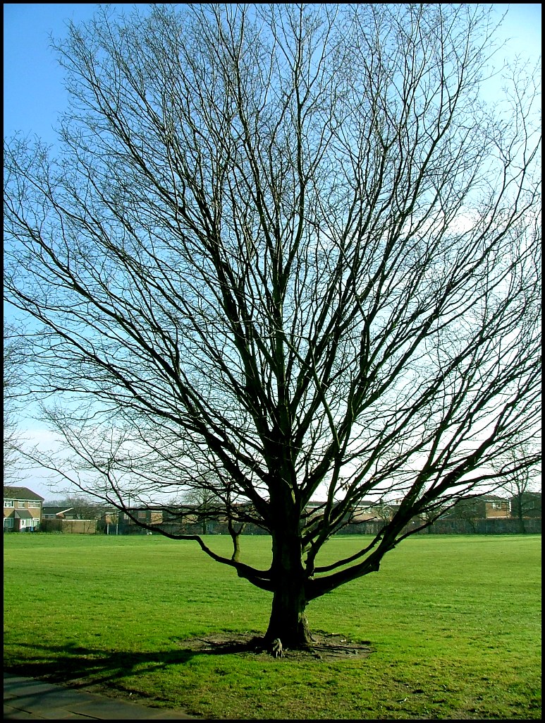 winter trees Chantry Estate, Ipswich The lichened north si… Flickr
