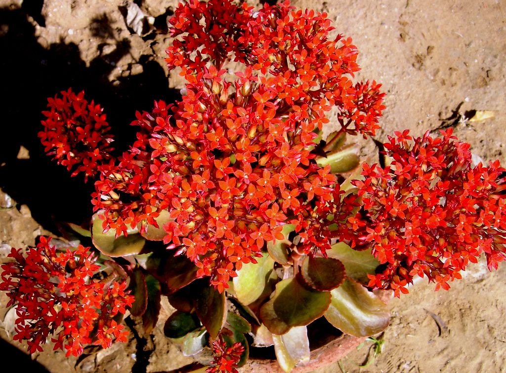 Bryophyllum flowers 01 Tarun Kant Flickr