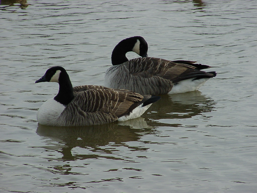Canada Geese Canada Geese in Waters' Edge Park, Barton Upo… Flickr