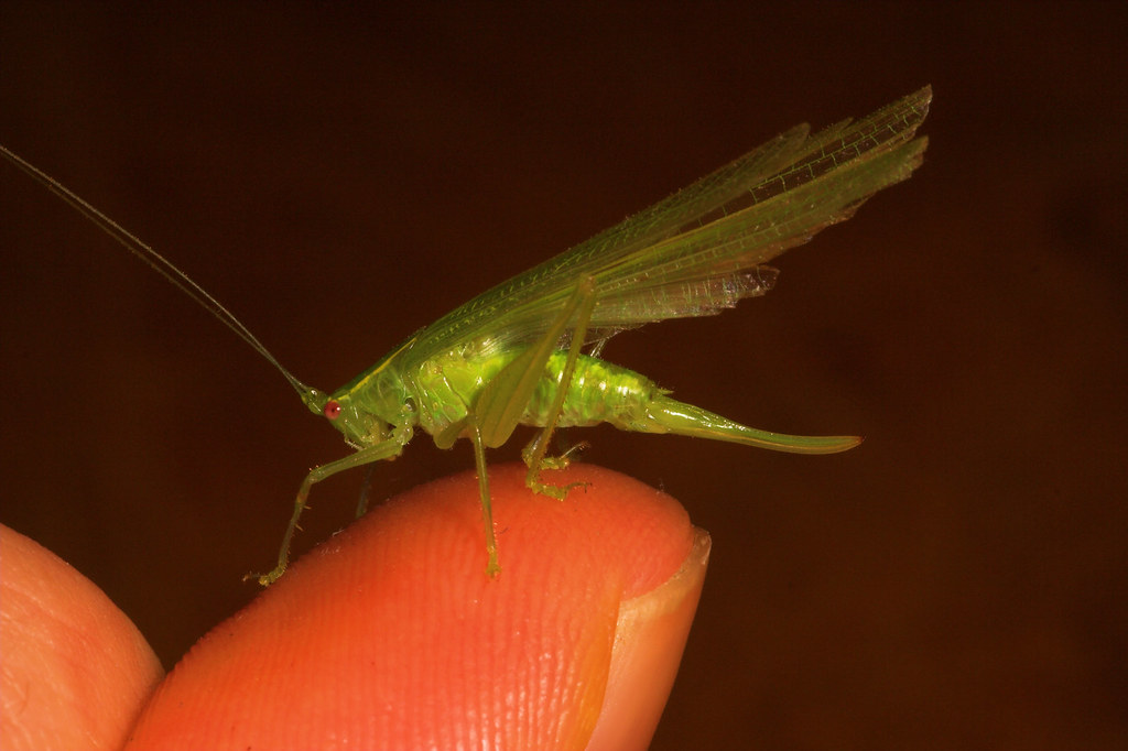 Bushcricket (Tettigoniidae)(1) Bushcricket (Tettigoniida… Flickr