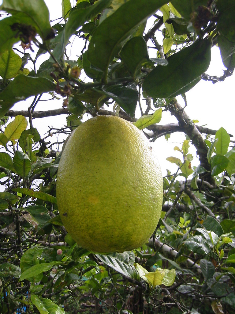 Citrus fruit in Mexico Tjeerd Wiersma Flickr