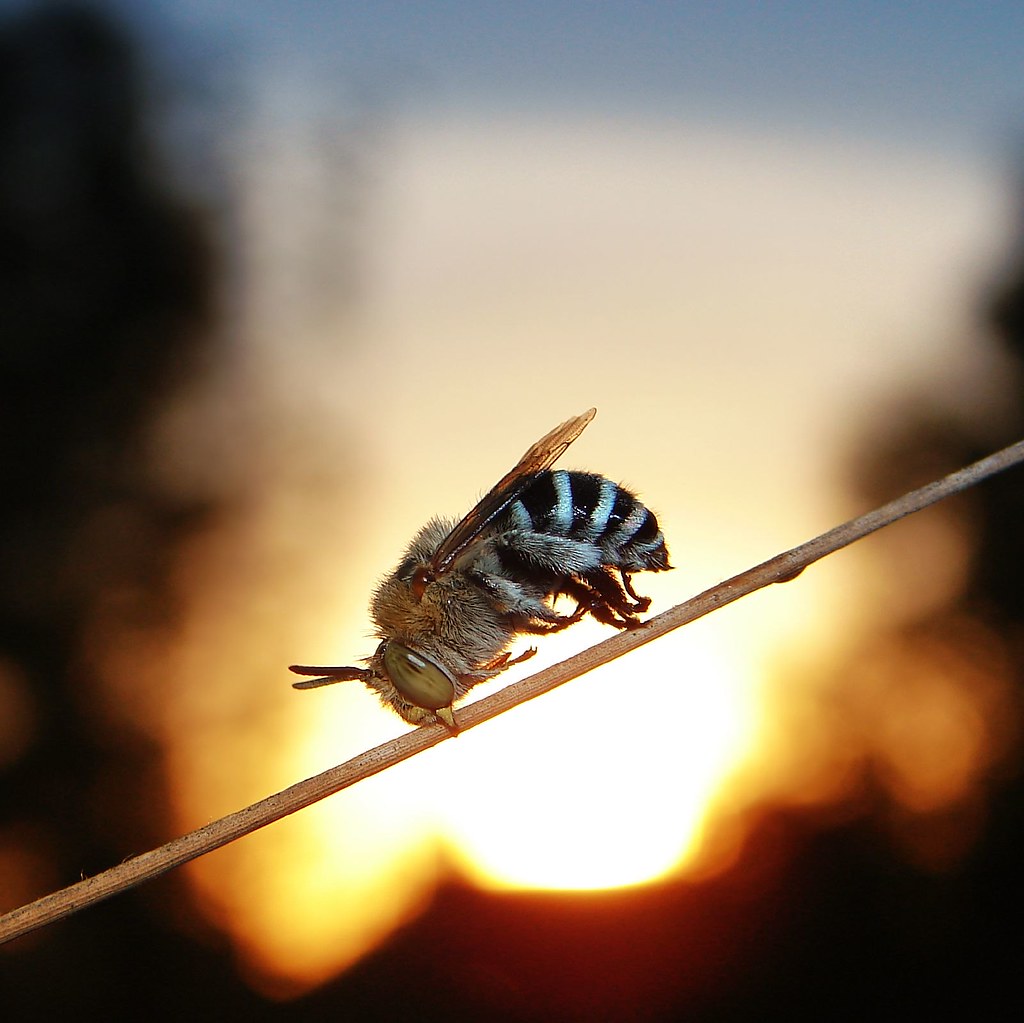 Sleepy BeeBest viewed large I snapped a picture of a blue… Flickr