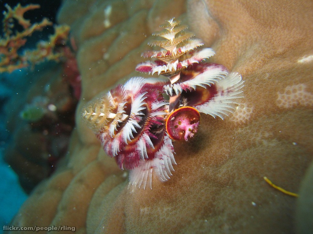 Christmas Tree Worm Christmas Tree Worm (Spirobranchus sp.… Flickr