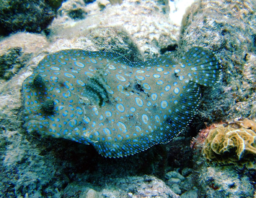 Peacock Flounder (Bothus lunatus) Peacock Flounders can al… Flickr