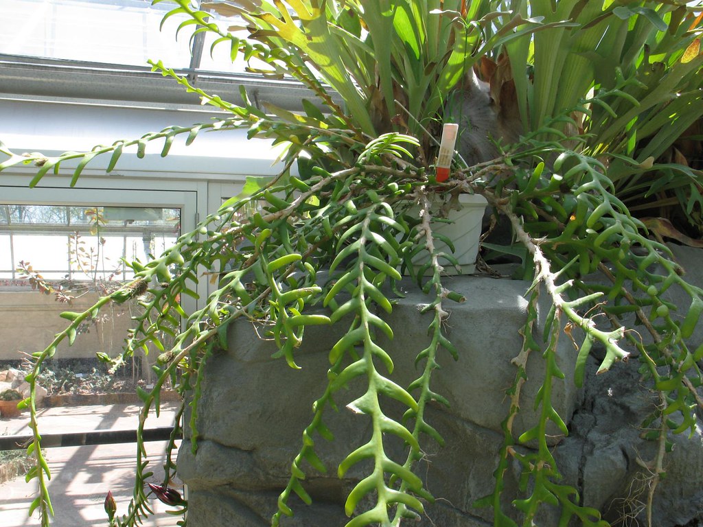 Selenicereus anthonyanus Plant Also known as Fish Bone Cac… Flickr