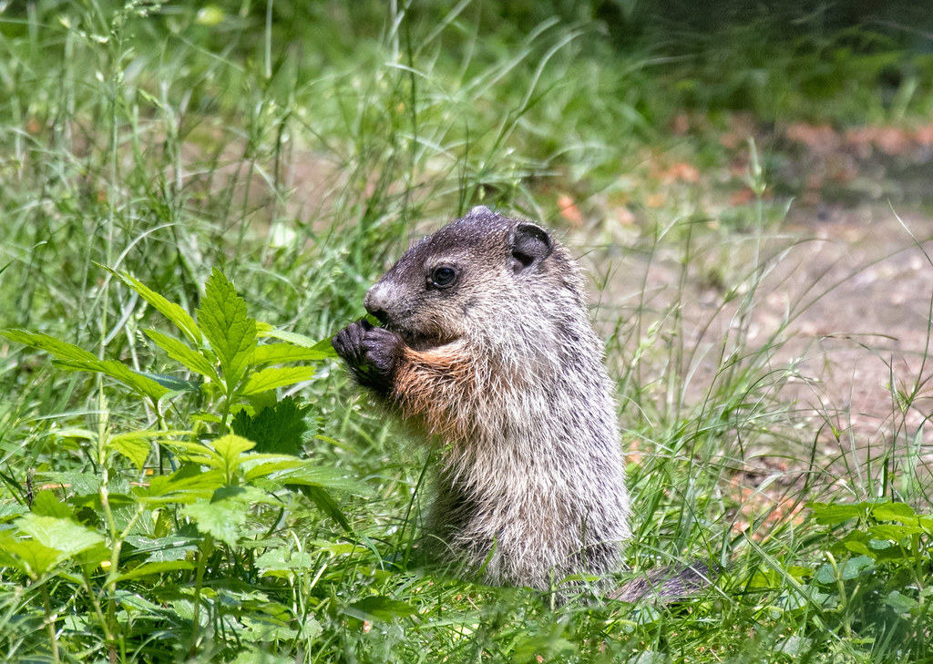 WhistlePig John Good Flickr