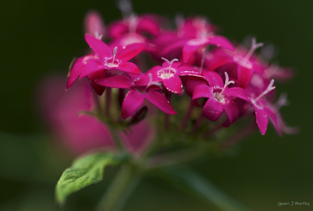 crimson explosion Gowri J Murthy Flickr