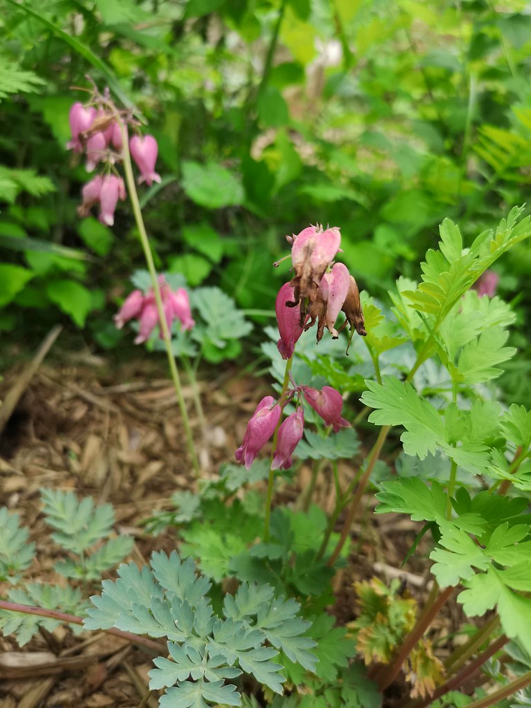 Bleeding heart Dicentra eximia 'Luxuriant' still blooming Flickr