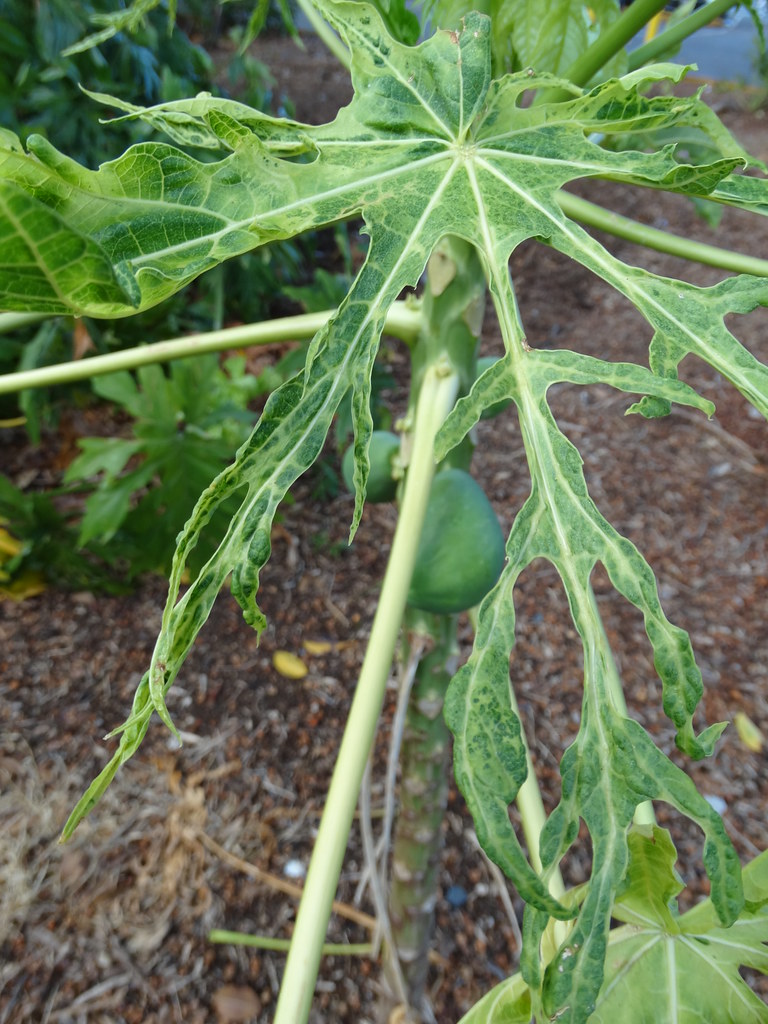 Papaya (Carica papaya) Papaya ringspot virus (PRSV) a photo on