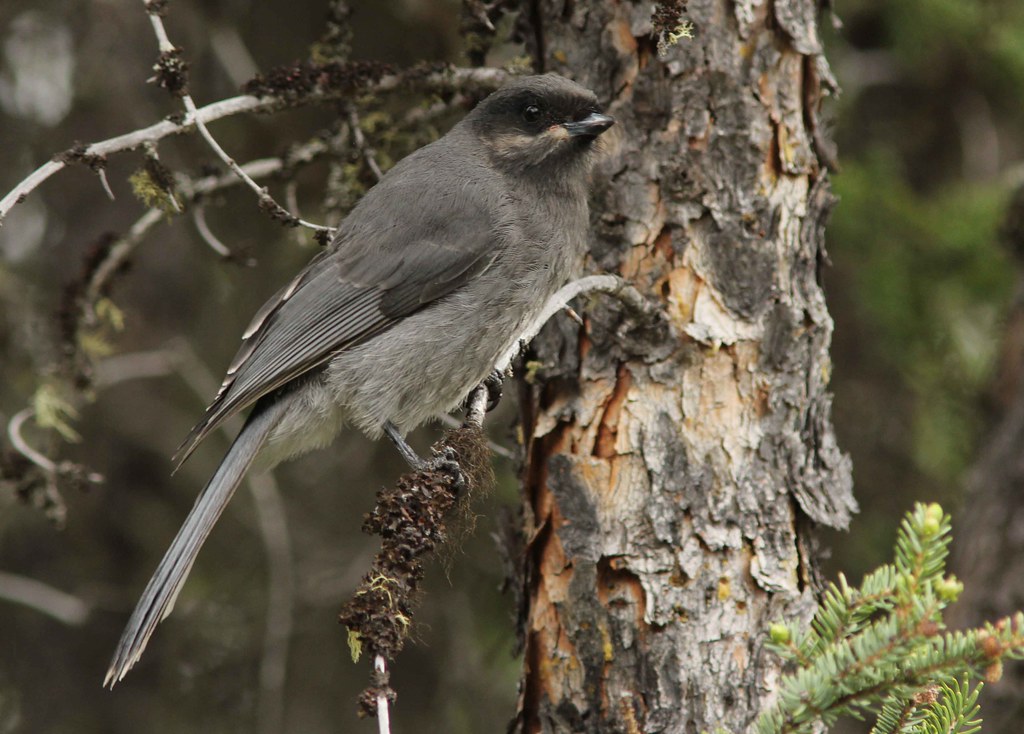 Canada Jay Rabbit Lake, Saskatchewan Juvenile Canada Jay… Flickr