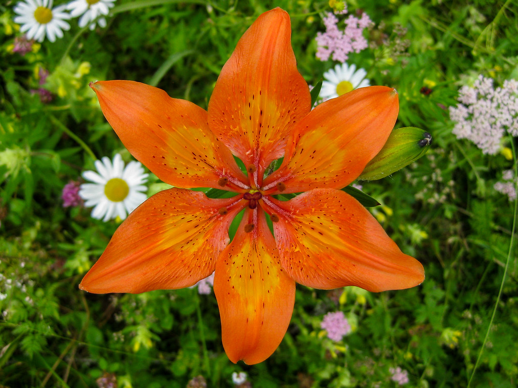 The one lilium 🍓Lilium Air Mobility