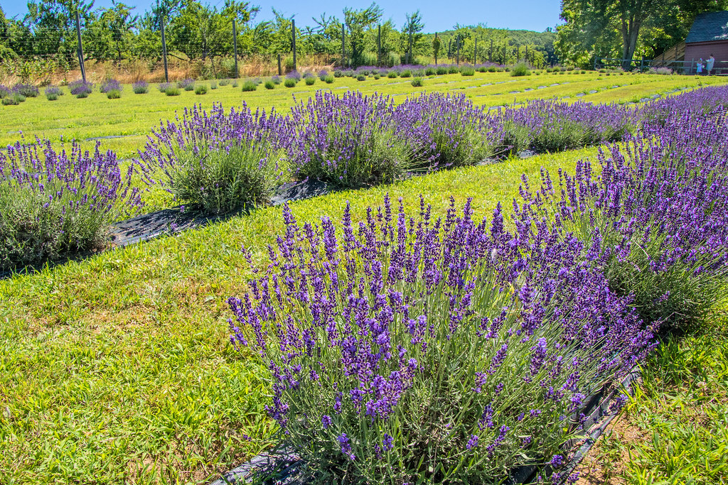 7 New Jersey Lavender Farms to Visit During Summer New Jersey Digest