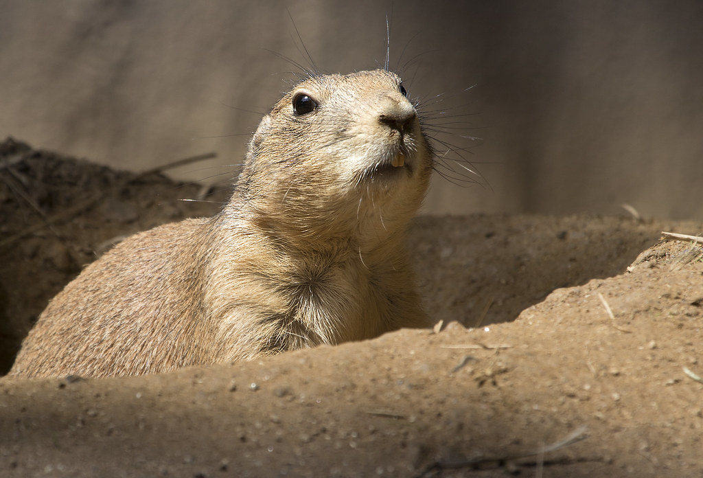 prairie dogs Smithsonian National Zoo Washington DC Flickr
