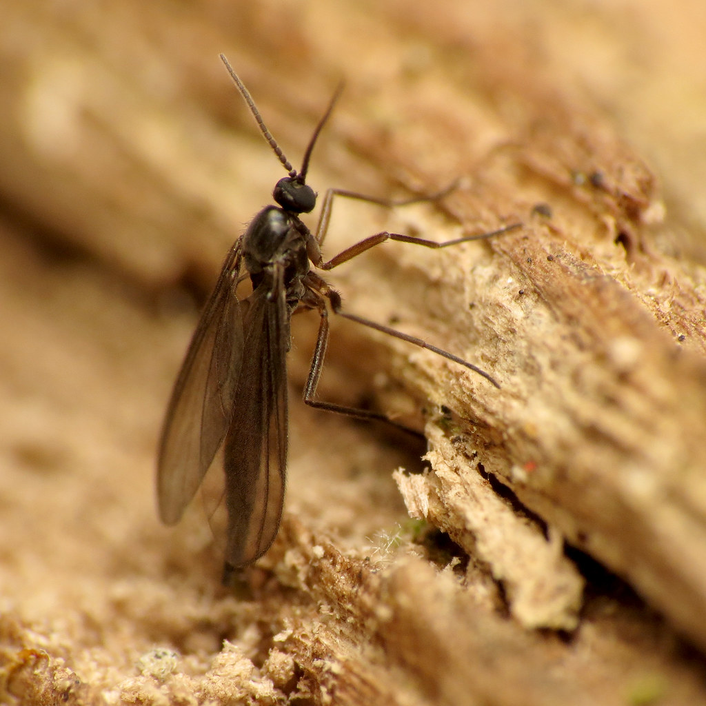Darkwinged Fungus Gnat Rock Creek Park, Washington, DC, U… Flickr