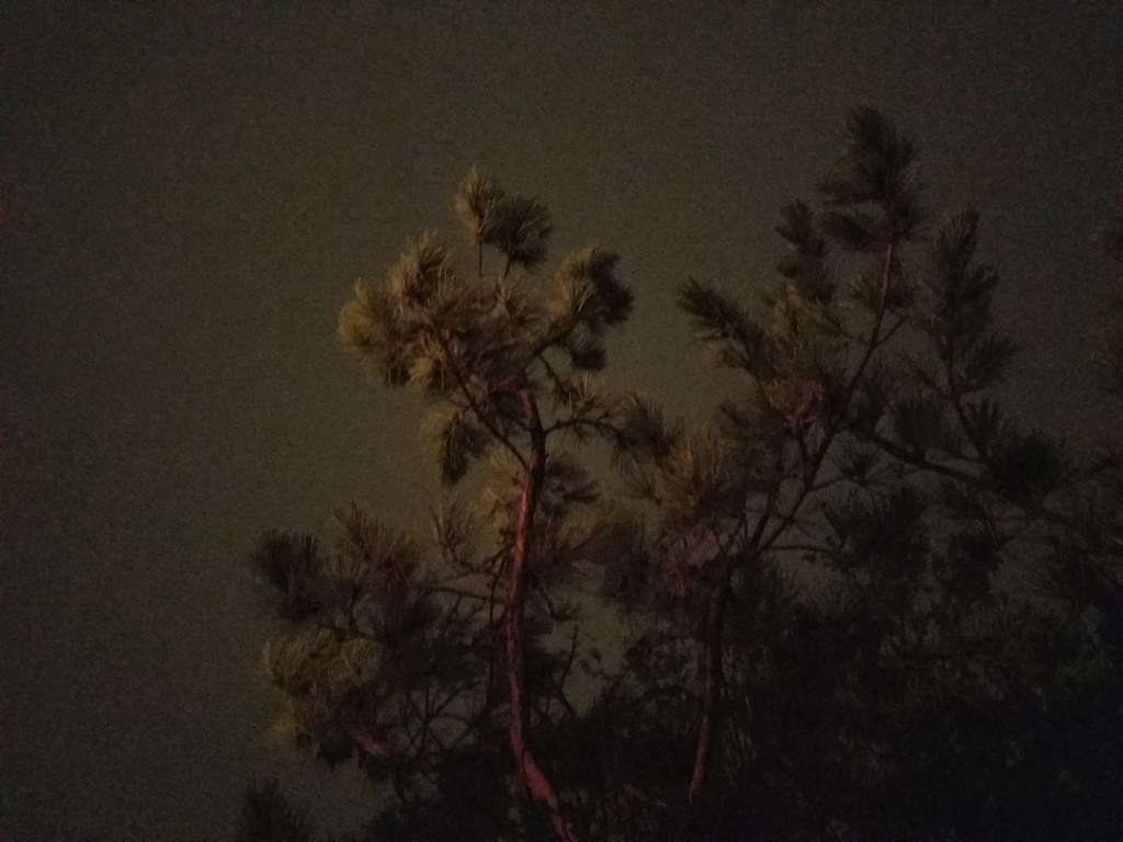 Pine Tree La Crescenta March 2018 JenDLowe Flickr