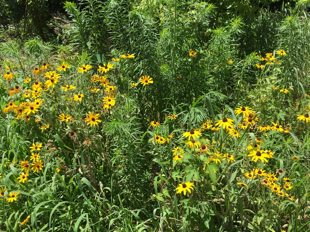 BlackEyed Susans Blackeyed Susans off the Anacostia Rive… Flickr