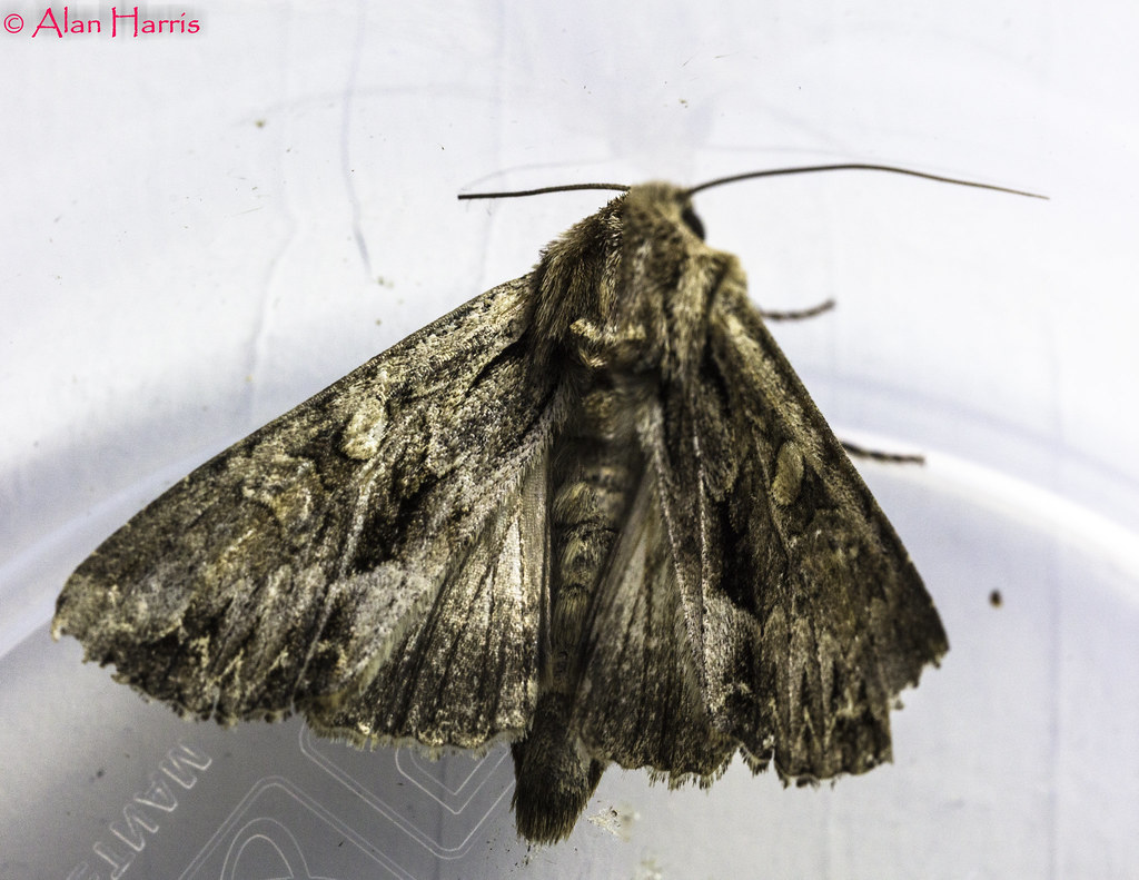 Common Marbled carpet moth138 (2) Scientific classificat… Flickr