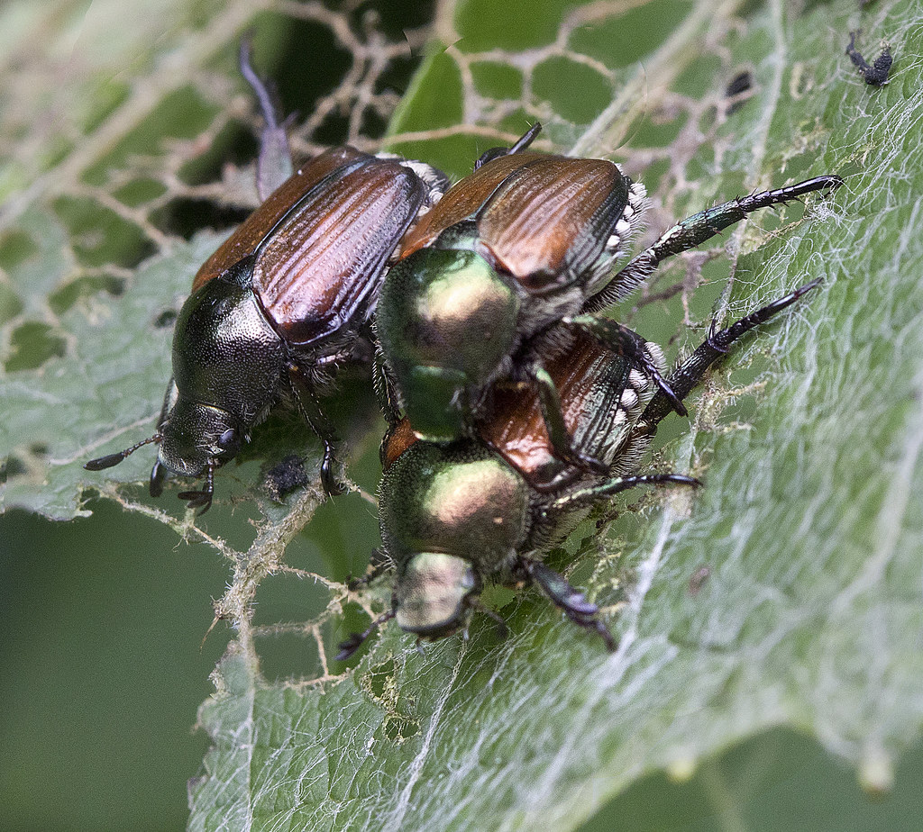 Japanese beetles devouring a plant leaf Japanese beetles d… Flickr