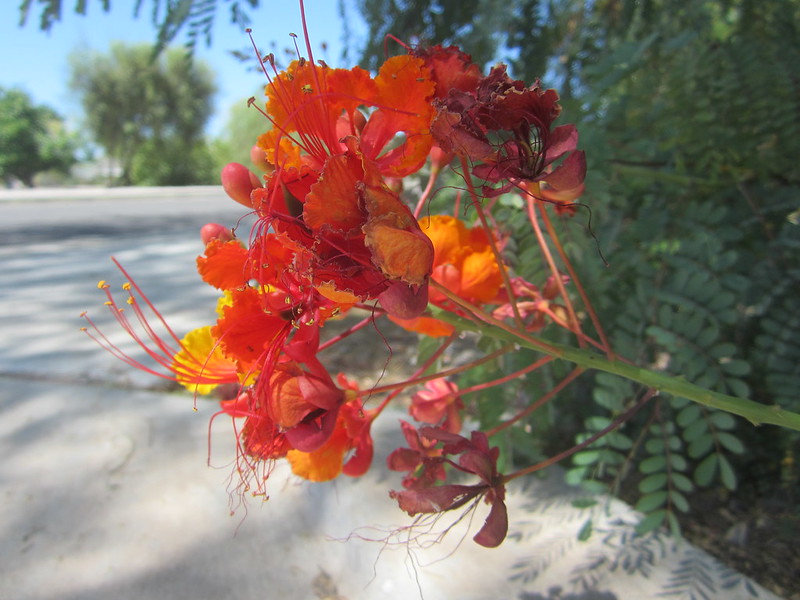 Awakening Magical Mystical Teacher