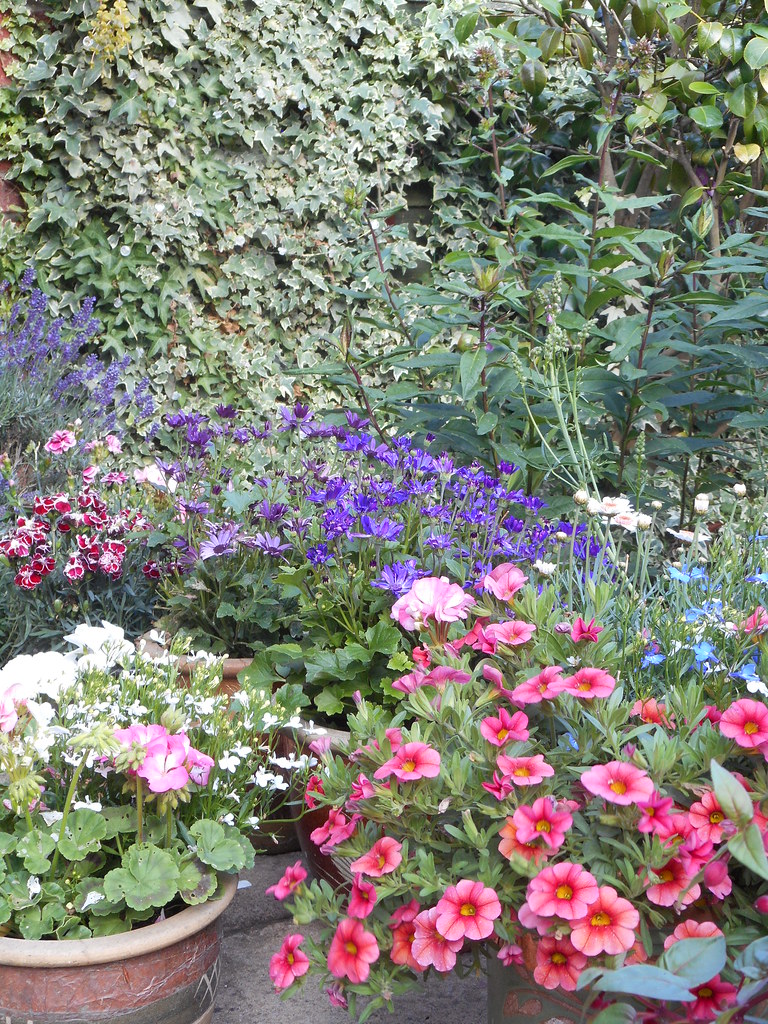 GARDEN POTS, SUMMER 2018 The pots and plants in the garden… Flickr