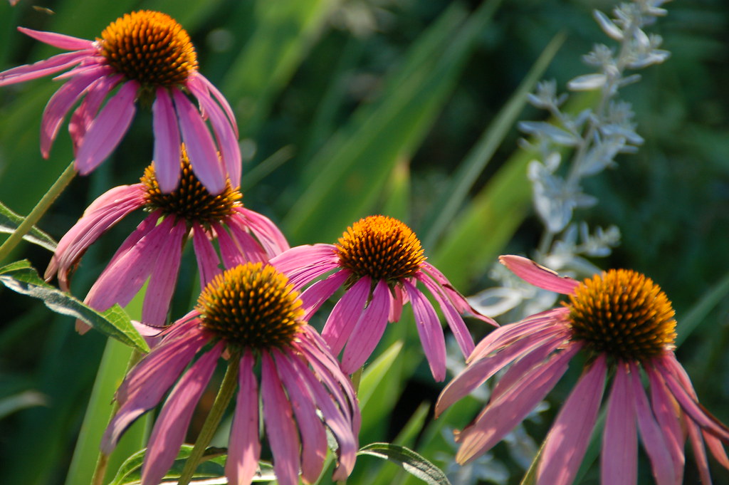 Purple Coneflowers Purple Coneflowers, St. Cloud, MN Keith Ewing