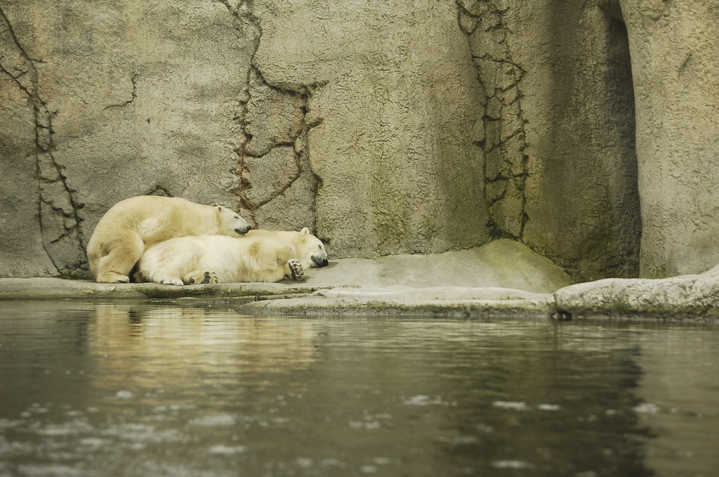 Portland 3.13.07 Portland Zoo Yeah... they're doing it. I … Flickr