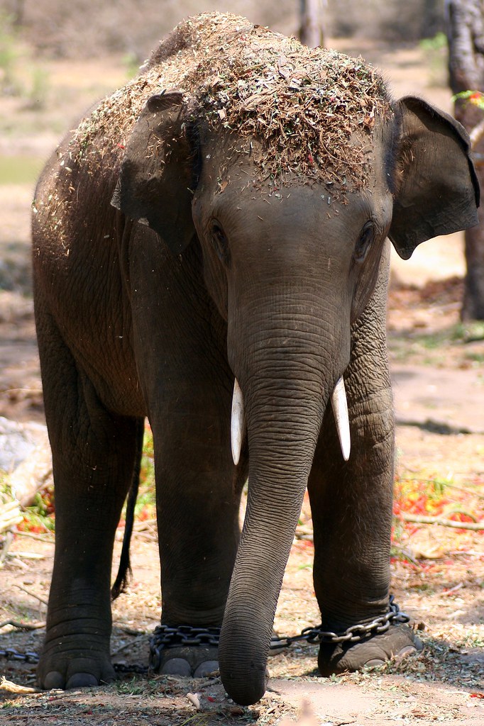 Beating the heat One of the baby elephants at the elephant… Flickr