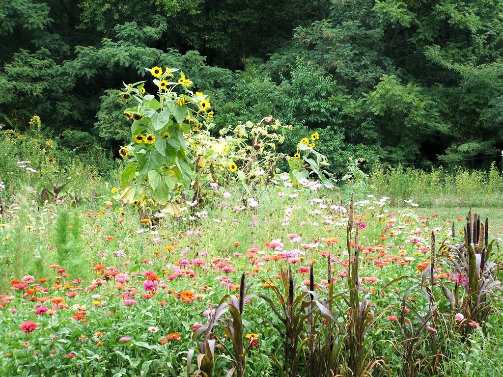 Kentucky Wildflower Garden Sharon Horodyski Flickr
