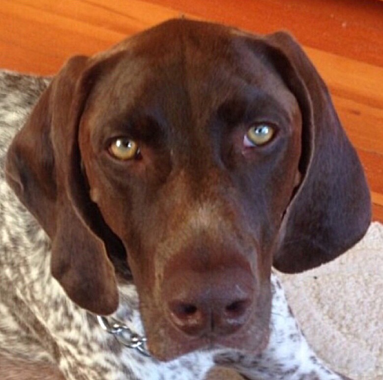9 Signs Your German Shorthaired Pointers Is OBSESSED With You