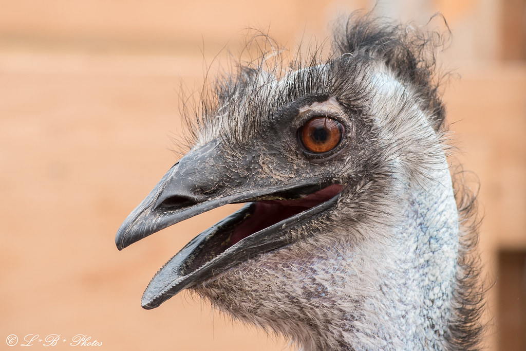 Bad hair day... First time I have ever been to an Ostrich … Flickr