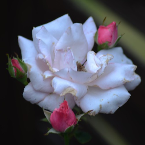Gone pale This rose goes from pink to pale when it gets ol… Flickr