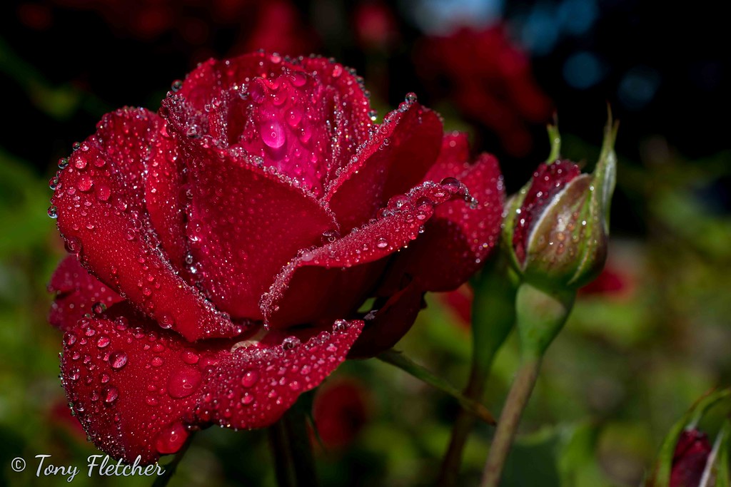 'SCARBOROUGH VICTORIAN ROSE GARDEN' 2018 Flickr