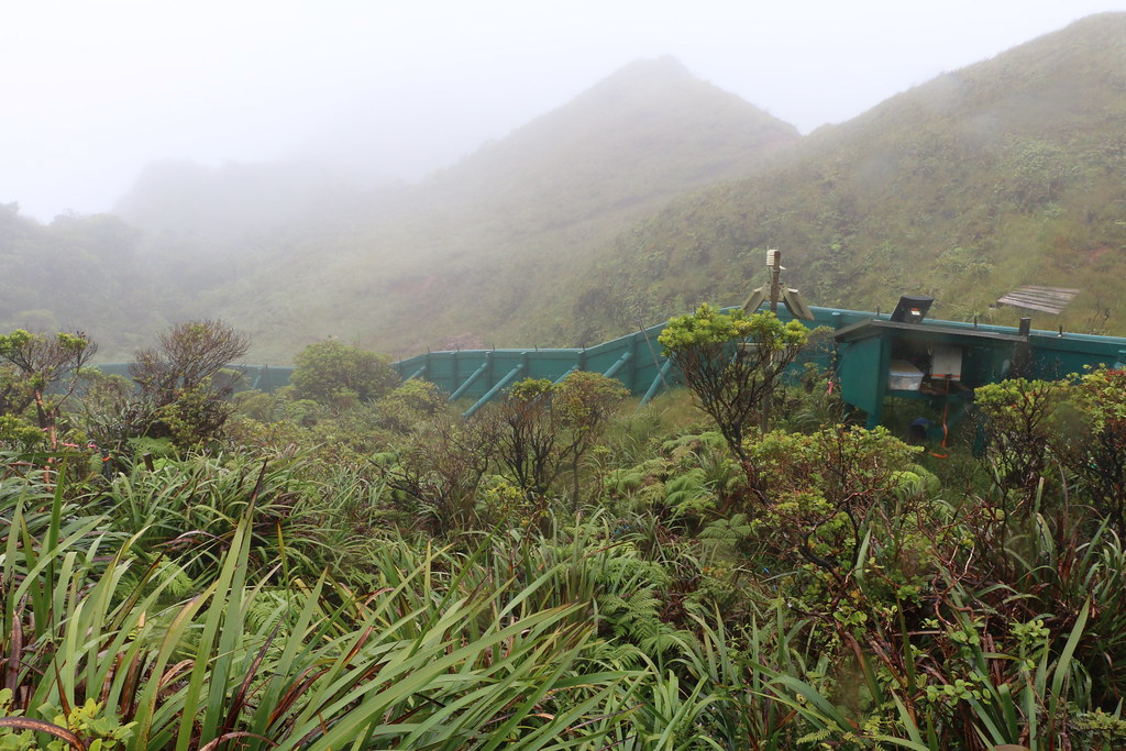 Oahu tree snails. Photo credit Hawaii Department of Land and Natural