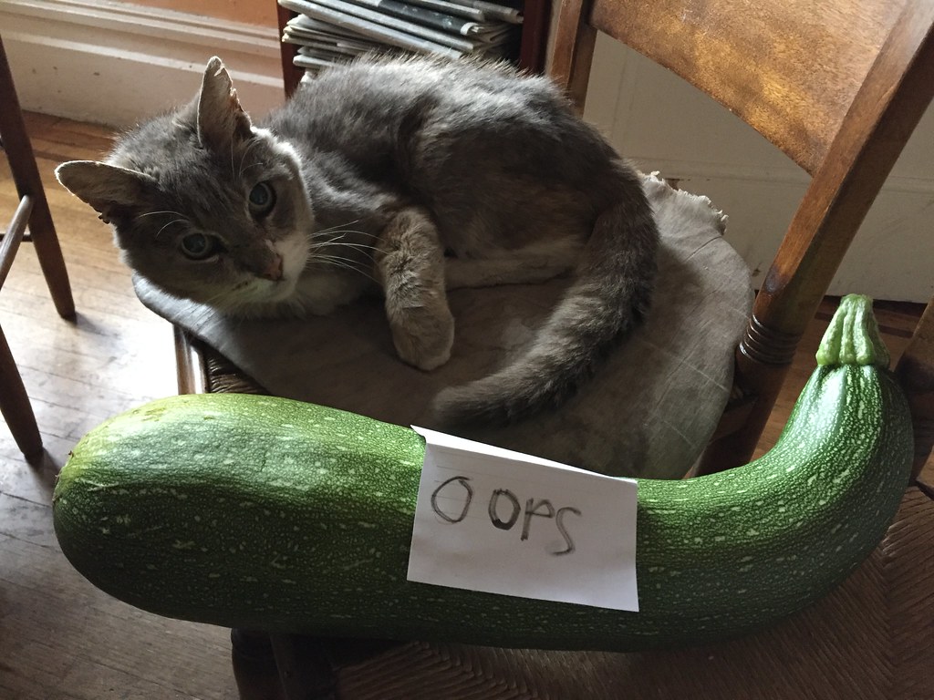 Cat/Zucchini comparison We missed a spot in the garden and… Flickr