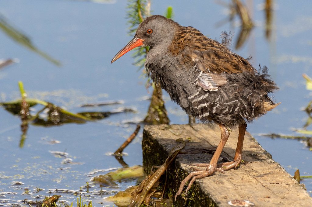 Water Rail (Rallus aquaticus) Adult bird in full moult. Wi… Flickr
